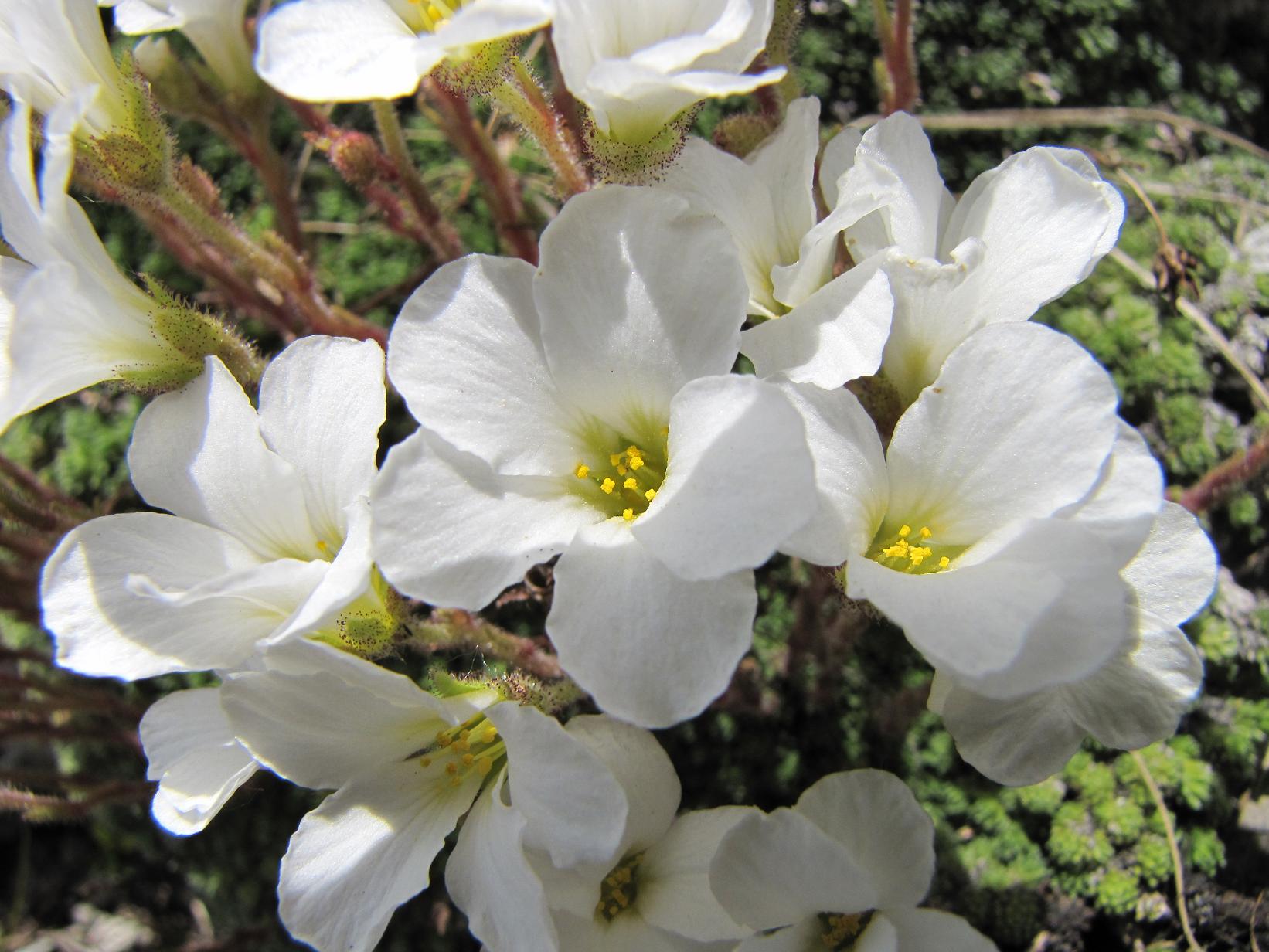 Saxifraga tombeanensis / Sassifraga del Monte Tombea